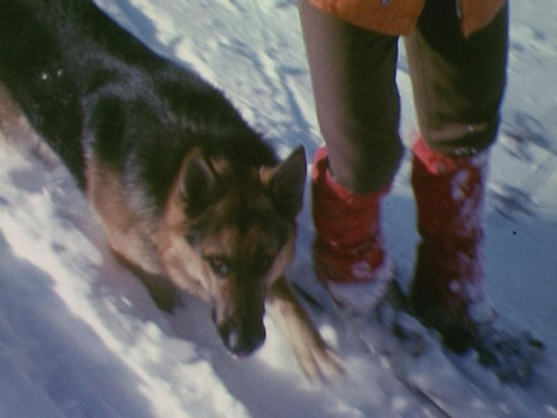 Les chiens d'avalanches. [RTS]