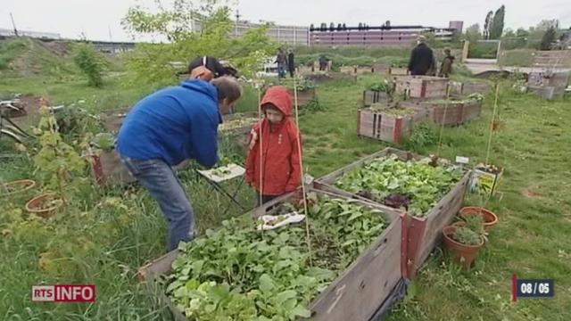 L'ancien stade du Hardturm à Zurich a été transformé en jardin potager géant