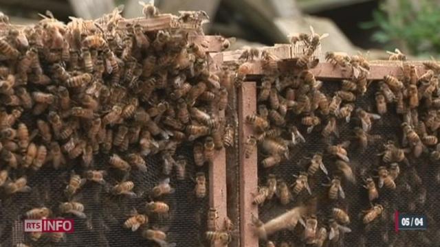 Selon une étude française, un pesticide suisse provoquerait la mort chez les abeilles