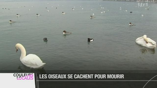 Les canards du lac Léman sont de plus en plus menacés par les activités humaines