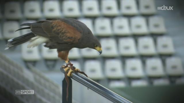 Roland Garros lutte contre les pigeons à l'aide de faucons