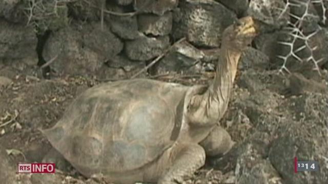 La dernière représentante de l'espèce Chelonoidis abingdonii, une tortue géante, a poussé son dernier soupir au parc national des Galapagos