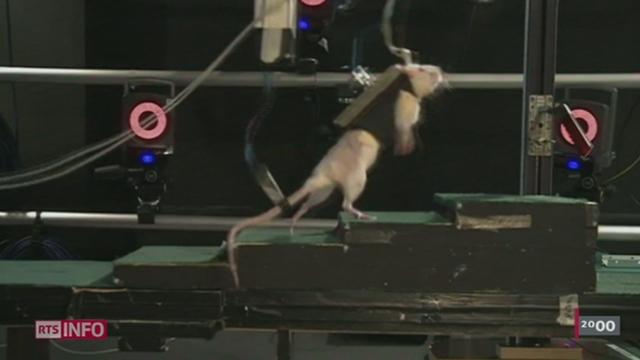 Des études sur les rats pourraient donner des raisons d'espérer aux paraplégiques