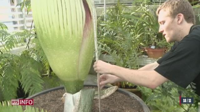 L'Arum titan, plus grande fleur du monde s'apprête à fleurir pour la seconde fois en un an et demi