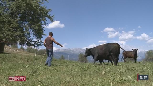 Certains réflexes sont à adopter pour bien réagir et se prémunir d'attaques de troupeaux de vaches dans les pâturages