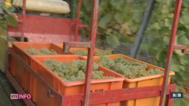 En Valais, plusieurs vignerons ont profité du beau temps de ce dimanche pour vendanger