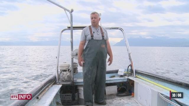 La pêche aux perches est catastrophique en 2012, en particulier dans le lac de Neuchâtel