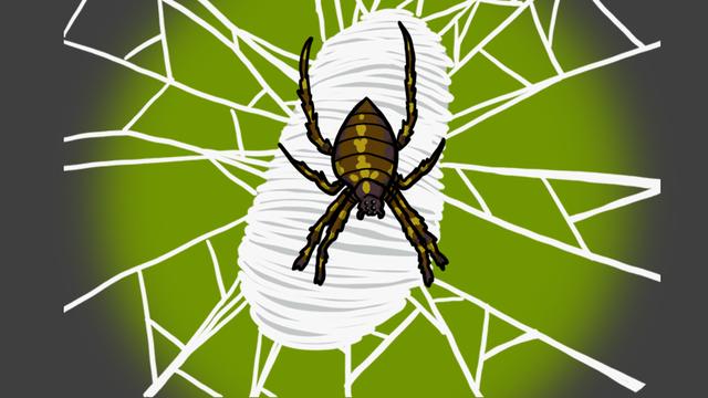 Question sur... Pourquoi les toiles d'araignées sont-elles si résistantes?