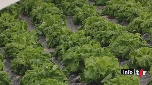 Les températures glaciales risquent d'entraîner une hausse des prix de certains légumes