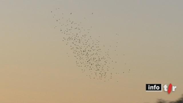 JU: une extraordinaire migration de pinsons venus du nord fond sur la région du village de Vendlincourt