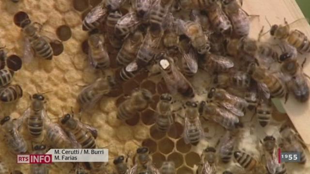 Les abeilles continuent de disparaître en nombre toutefois ce phénomène inquiétant ne reste plus inexpliqué aujourd'hui