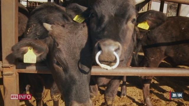 Japon: le flou règne quant à la contamination alimentaire possible autour de Fukushima