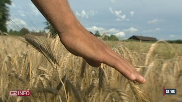 Des scientifiques ont présenté les résultats d'une étude affirmant que les plantes génétiquement modifiées ne représentent aucun danger pour l'environnement