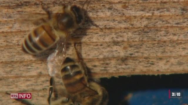 Le varroa, c'est le nom du parasite responsable de la mort des abeilles sous nos latitudes, ces dernières années