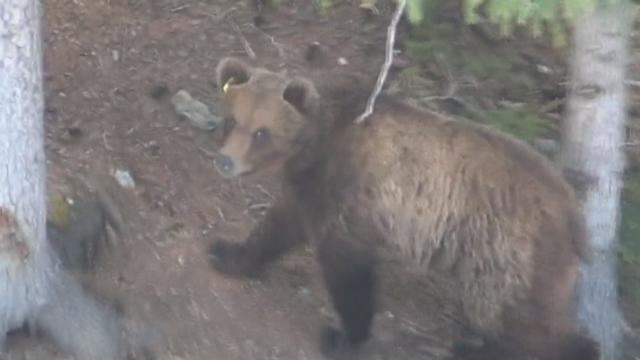 Séquences choisies - Les images de l'ours sauvage