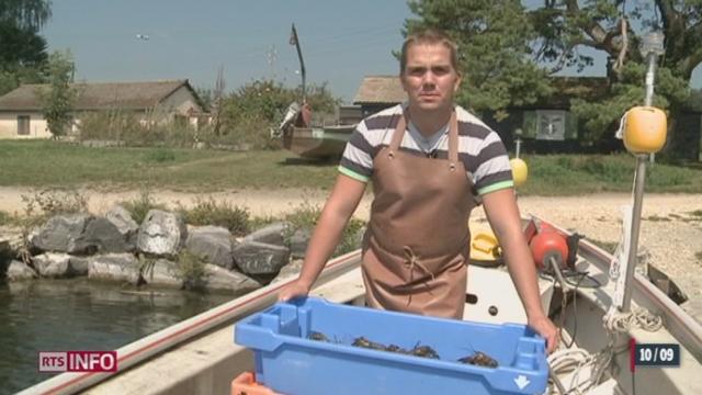 Les écrevisses américaines colonisent le lac Léman et menacent sa biodiversité