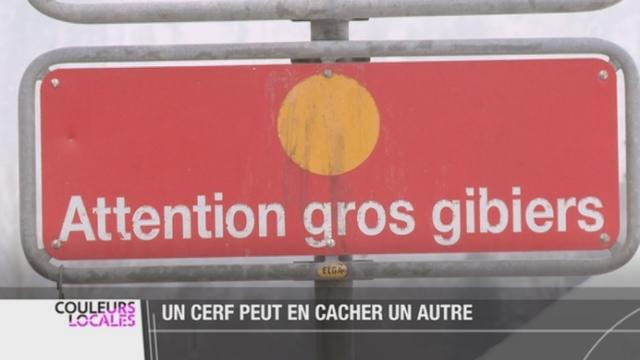 Gruyère (FR): attention aux cerfs qui traversent la route