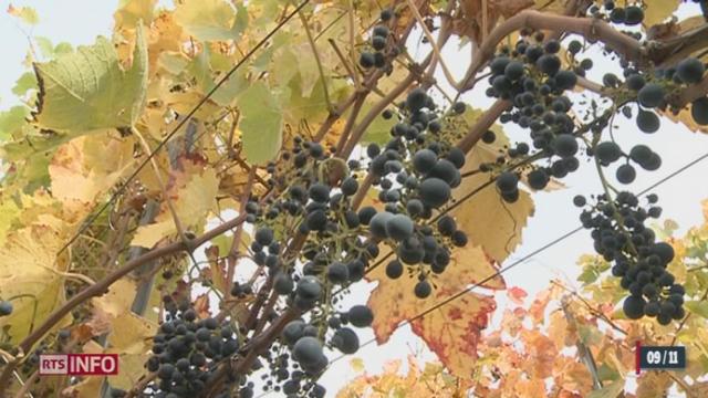 Les viticulteurs constatent que la récolte de 2013 est très maigre