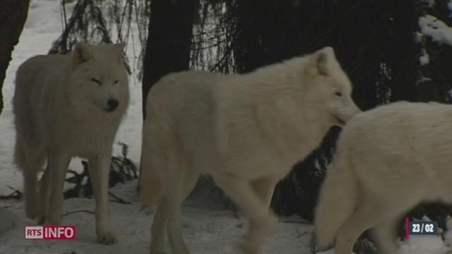 VD: le froid glacial rend heureux les animaux polaires du Zoo de Servion