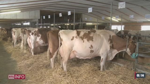 L'Office vétérinaire fédéral a identifié cinq foyers de tuberculose bovine