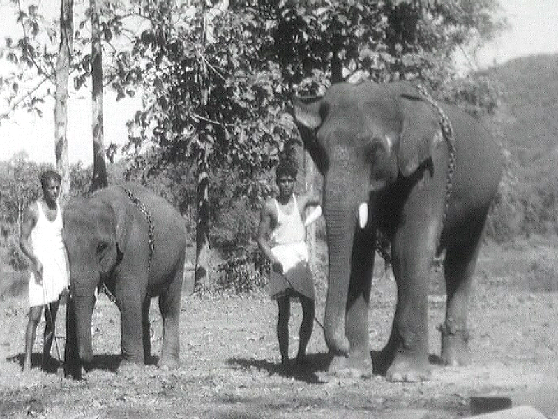 Au bord de la Chalakudi