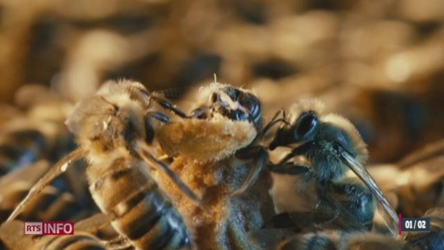 La mort des abeilles inquiète l'Europe et la Suisse