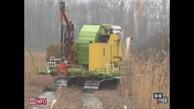 NE: découvrez les marais de la Grande Cariçaie