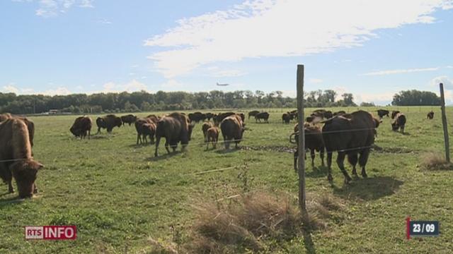 Minimag: à Genève, un homme s'est lancé il y a près de 20 ans dans l'élevage du bison