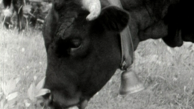 Une vache à l'alpage [RTS]