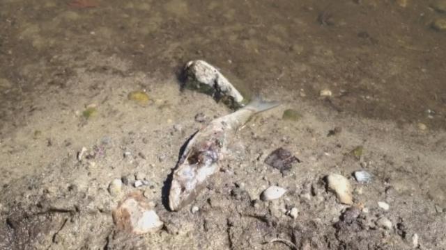 Mort d'un millier de poissons due à la pollution à Avenches (VD)