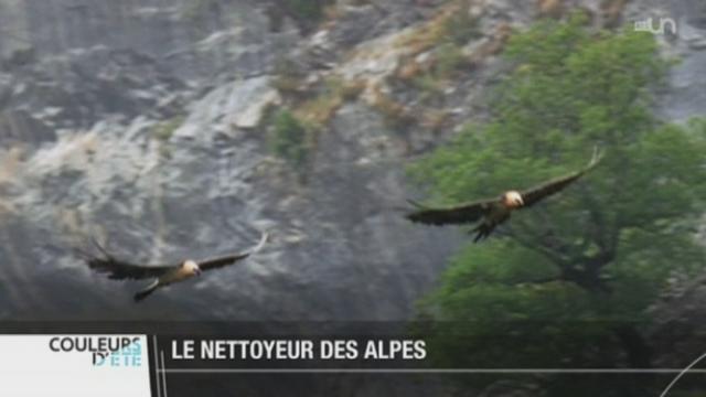 Le gypaète barbu, grand vautour, a été réintroduit dans les Alpes, à Derborence (VS)