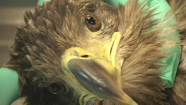 Blessé, un aigle royal a été sauvé en Pologne