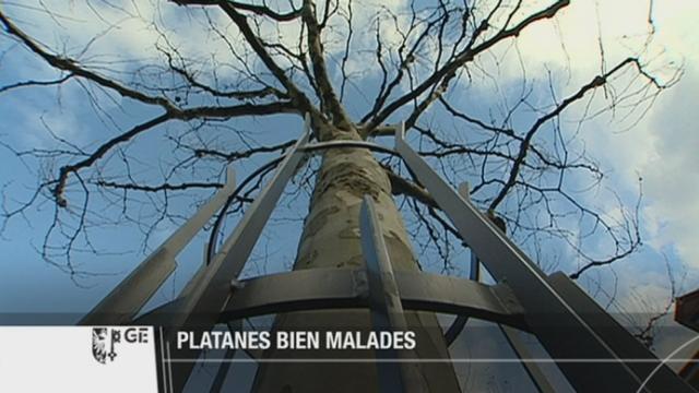 GE: les autorités et les scientifiques se penchent sur les platanes malades