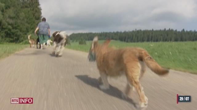 Les promeneurs de chiens ne pourront bientôt plus exercer leur activité sans autorisation