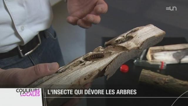 ZH: des arbres son victimes du "capricorne asiatique", un coléoptère qui s'attaque aux feuillages