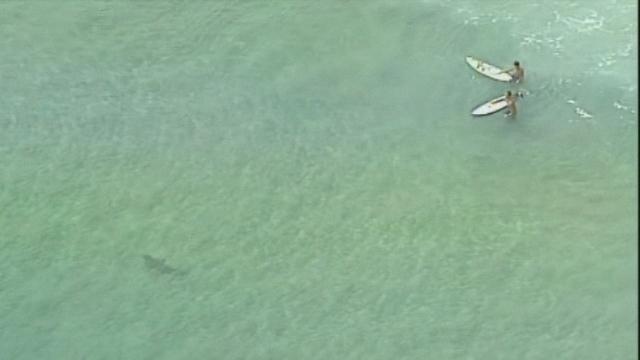 Un requin s'approche dangereusement de surfers