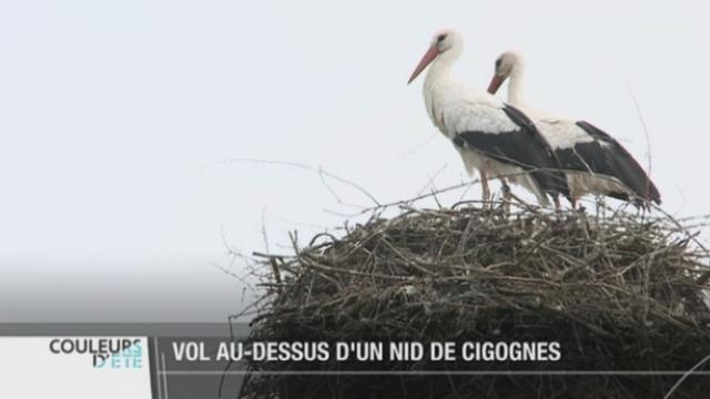 SO: le village d'Altreu accueille des dizaines de cigognes