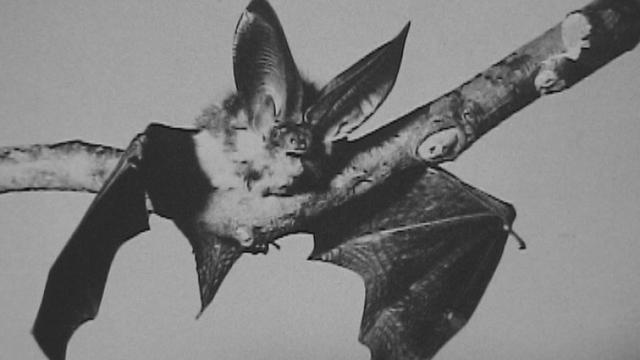 Les chauve-souris. [RTS]