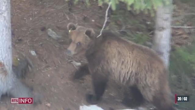 L'ours M13 a été abattu mardi dans le Val Poschiavo (GR)