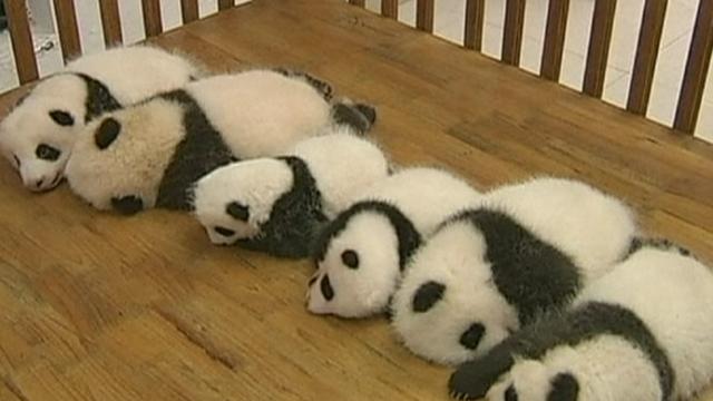 Une famille de pandas sous les projecteurs