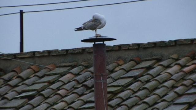 Une mouette agrémente la longue attente au Vatican