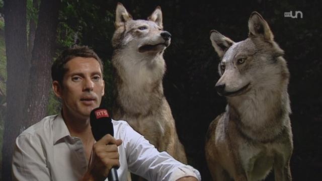 VS: le loup de la vallée de Conches a été abattu par des gardes-chasse