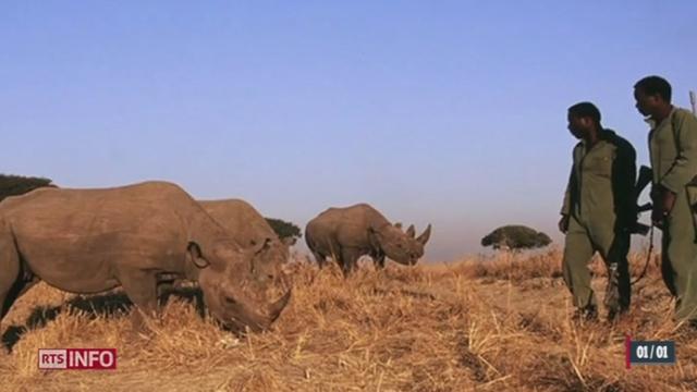 Afrique: drame écologique avec le massacre des rhinocéros