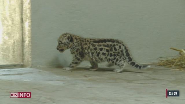 Un bébé panthère des neiges naît au Zoo de Servion (VD)