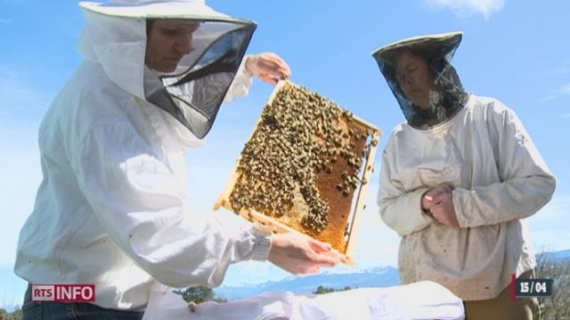 L'apiculture fascine de plus en plus en Suisse
