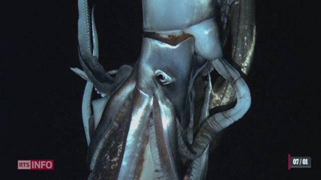 Des scientifiques japonais sont parvenus à filmer un calamar géant