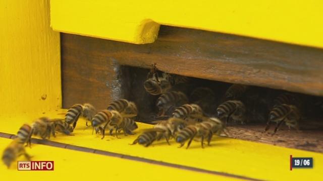 La mortalité des abeilles inquiète le Conseil national