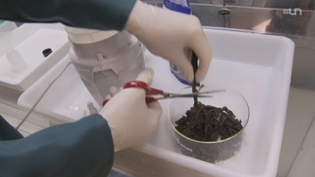 Les algues en provenance du Japon: les tests