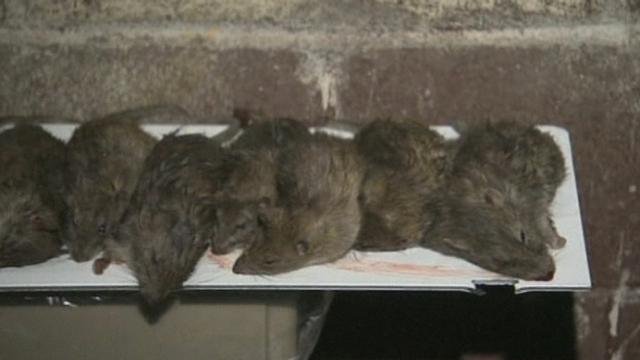 Chasse aux rats à New York