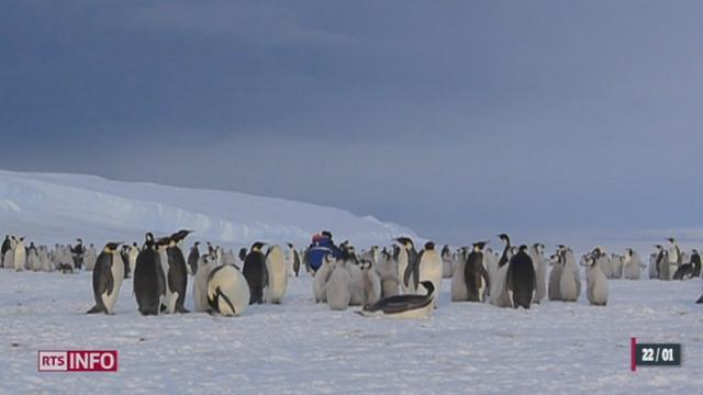 Images rares d'une colonie de manchots en Antarctique